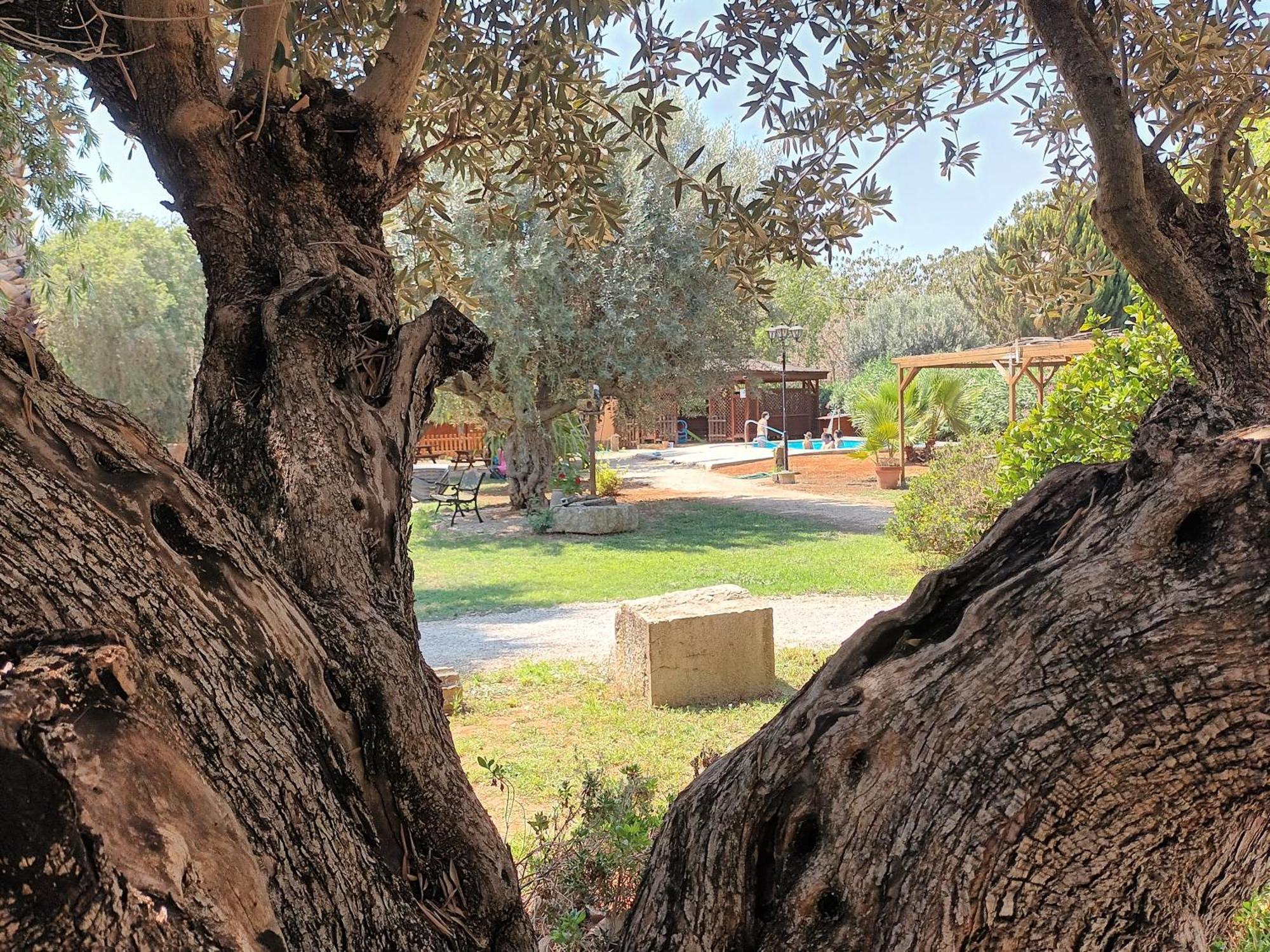 Entre Viejos Olivos Villa Benicolet Luaran gambar
