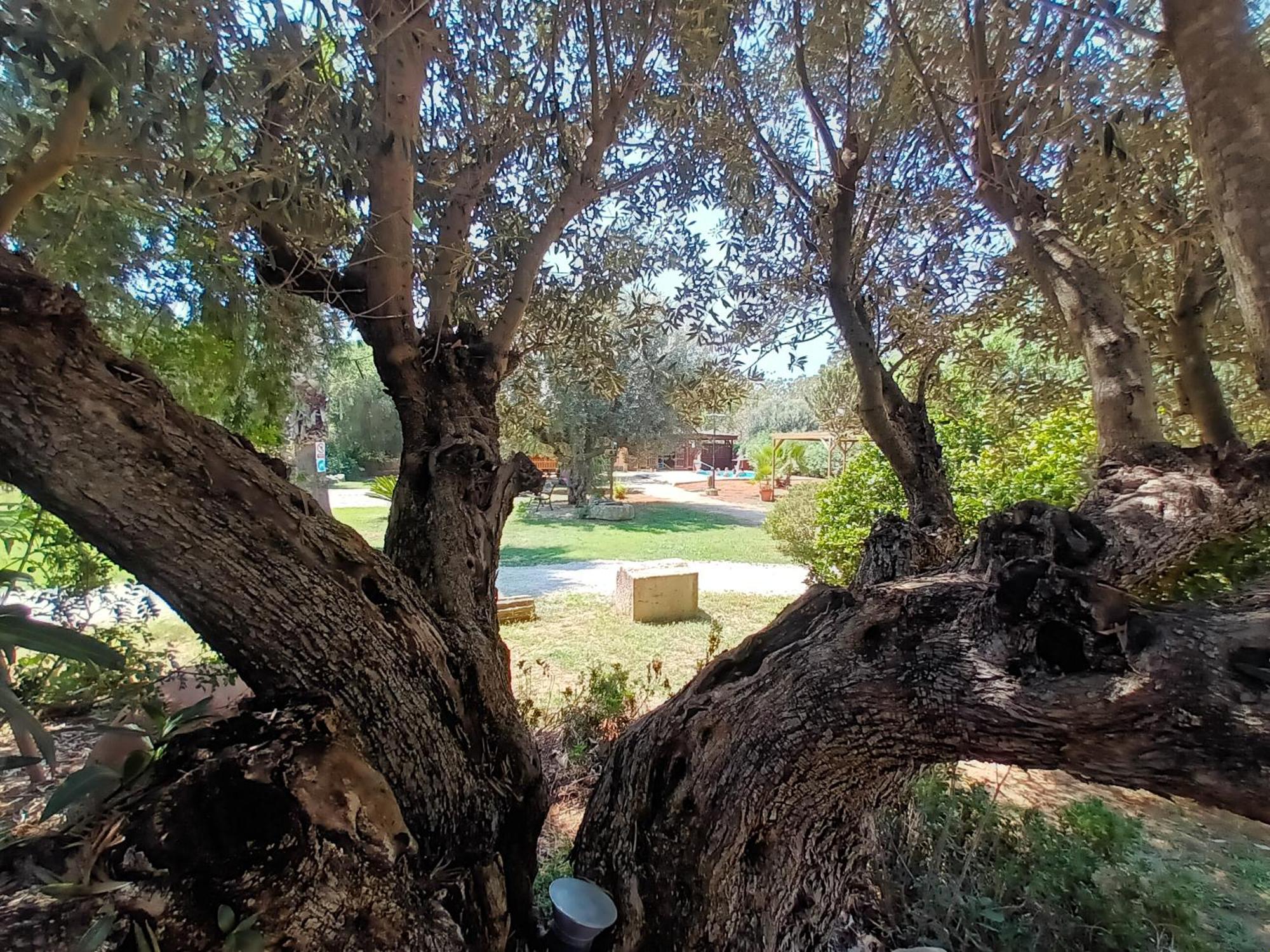 Entre Viejos Olivos Villa Benicolet Luaran gambar